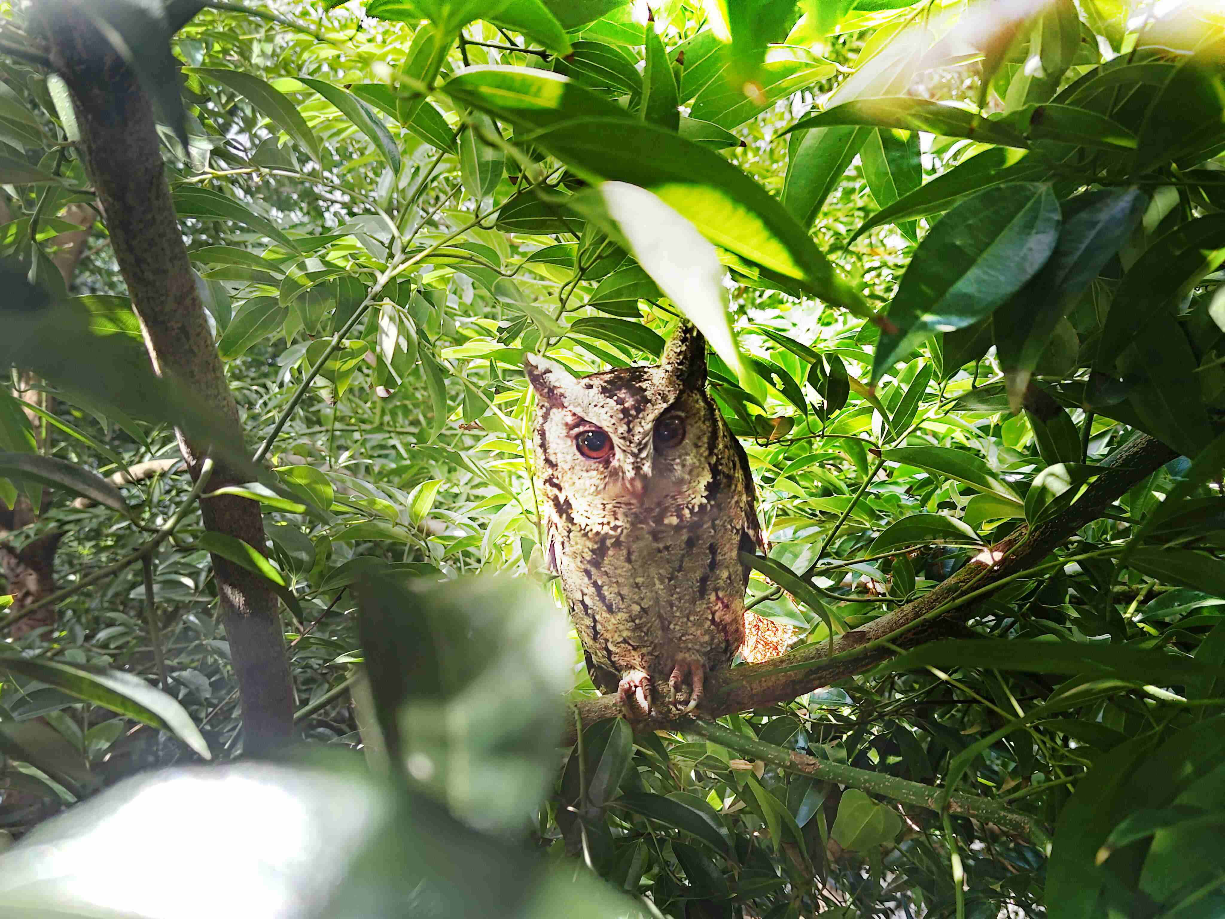 MG电玩致力提倡净零绿生活，，，，16年以来在全球各厂区植树逾百万棵，，造就各厂区树木蔚然成林，，，，犹如森林工厂，，，成为许多生物的栖息地